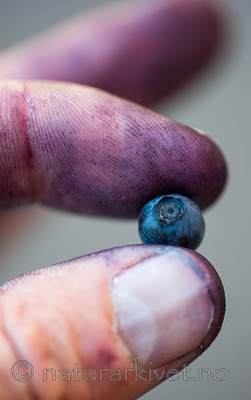 BB 15 0090 / Vaccinium myrtillus / Blåbær